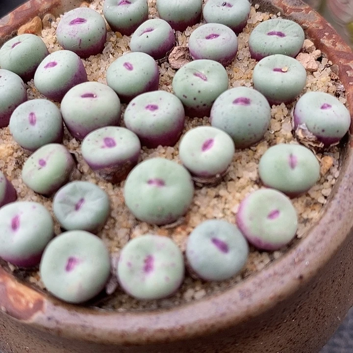 香肠嘴SE小红嘴一颗