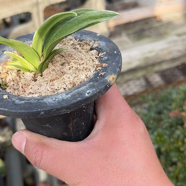 无花朵盆景不包邮