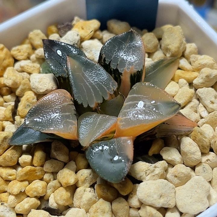 582花影锦特选福利