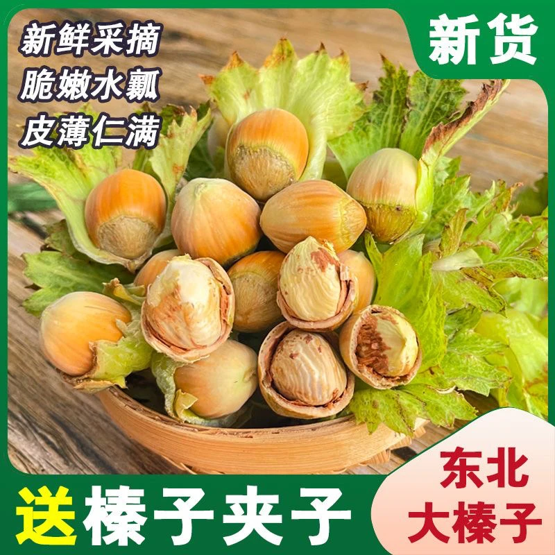 脱皮新鲜水仁大榛子 产地直供品质好农家自产5斤包邮