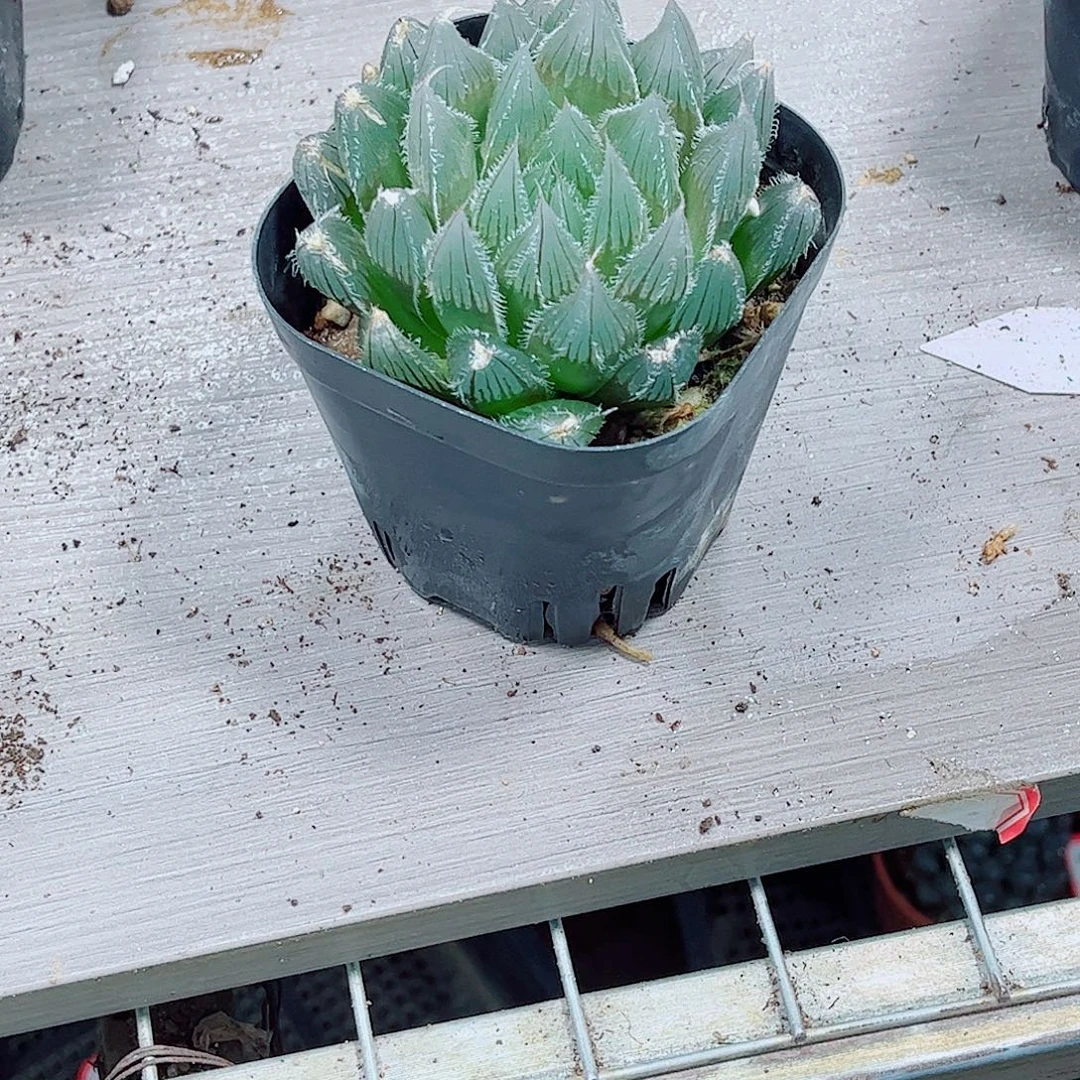 实生玉露一勿一拍