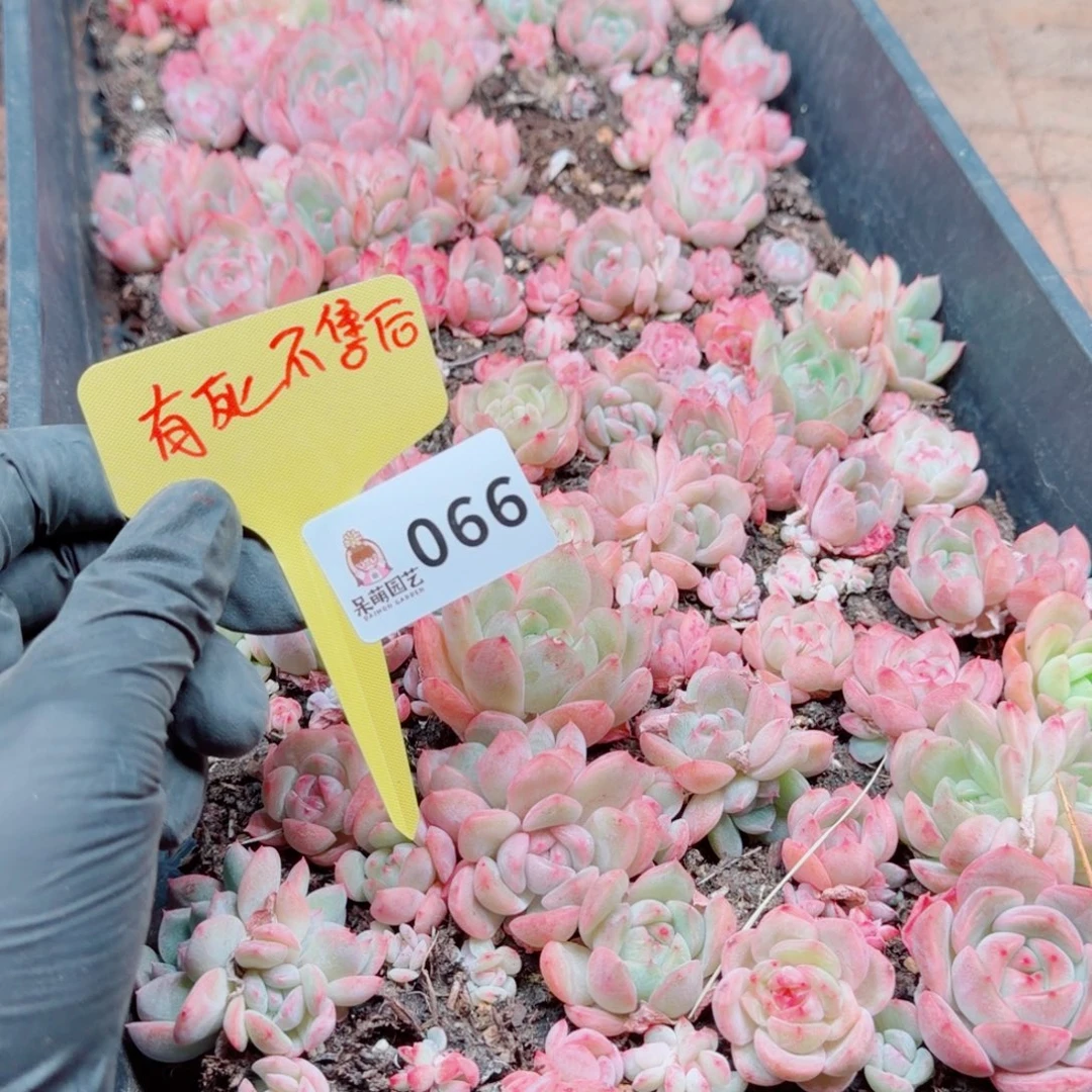 柒***默多肉植物多肉植物