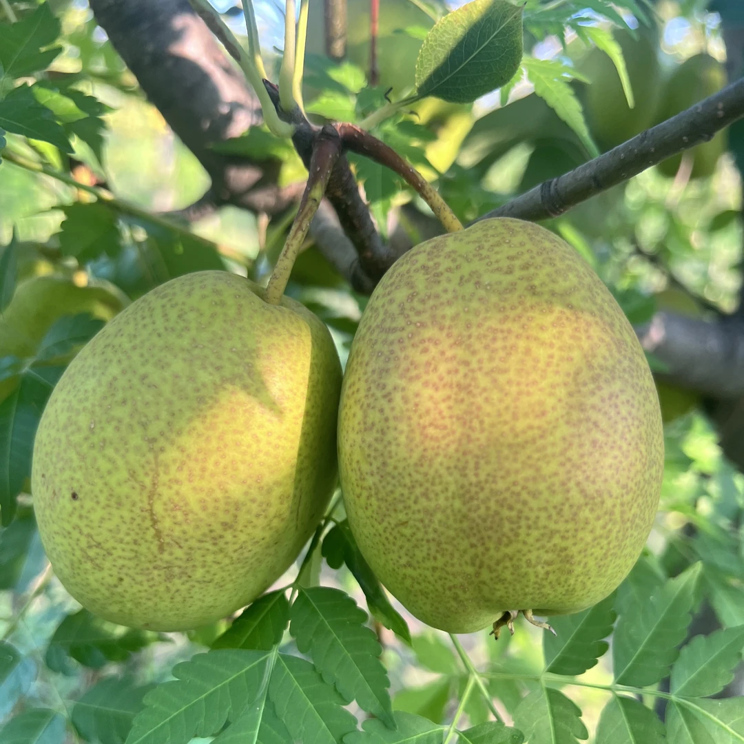 【生态种植】新鲜采摘生态红香酥梨果香混装（5斤）河南省