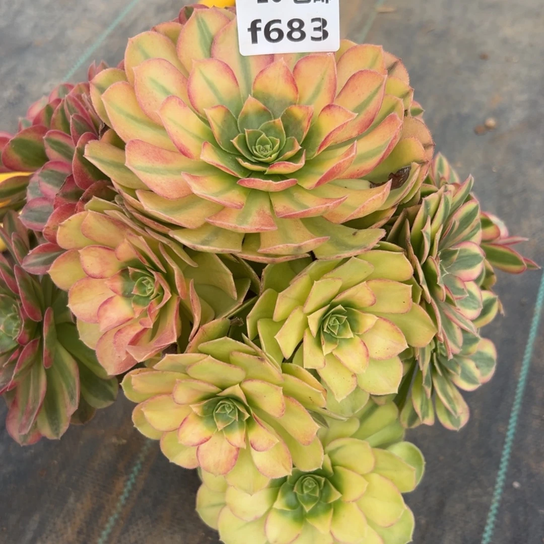 683雨荷不包损，满20包邮嘟叮熊