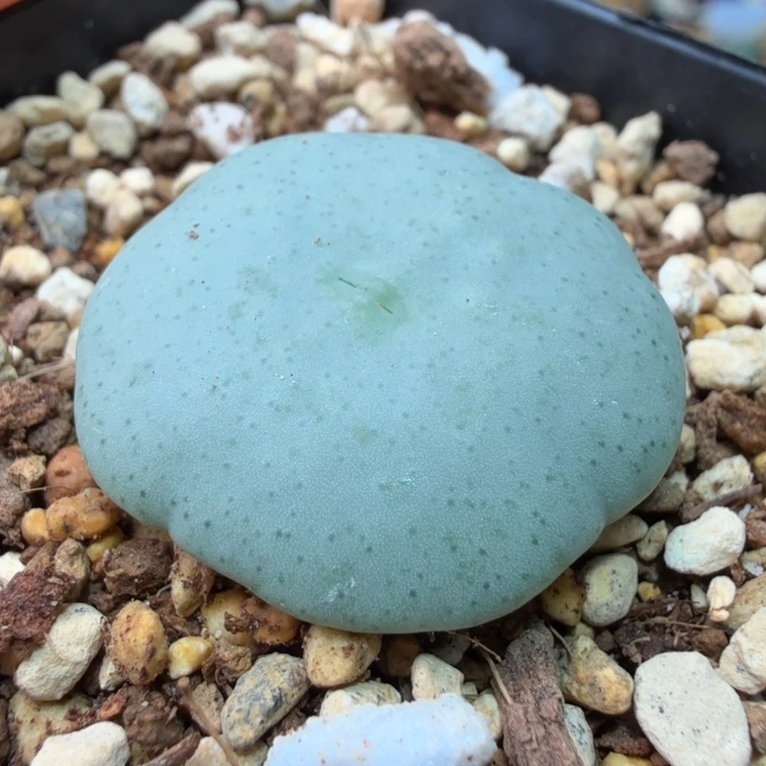 ?****?花瓣边边大饼9-25-c20