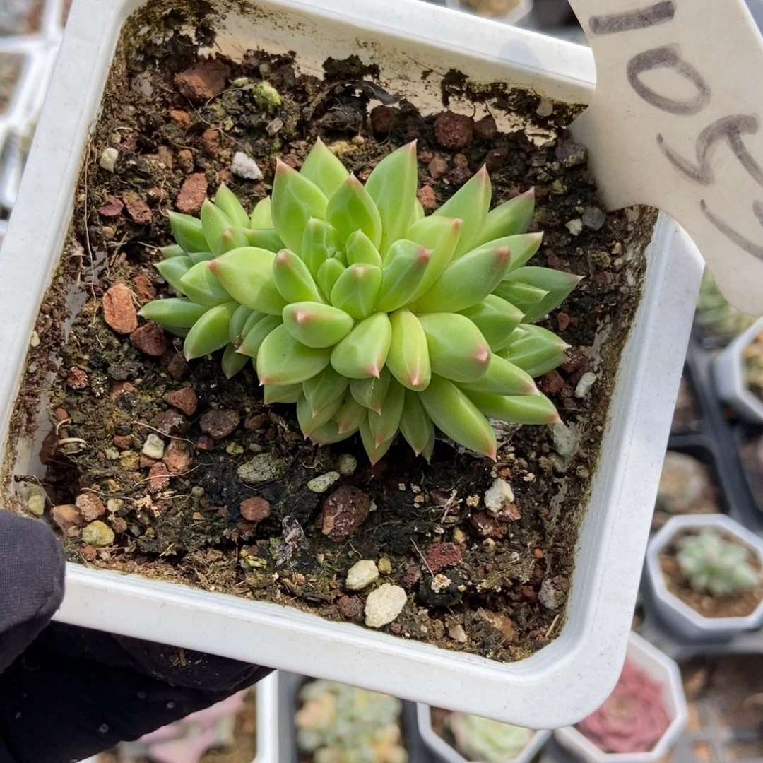 1053甲骨文多肉植物保护