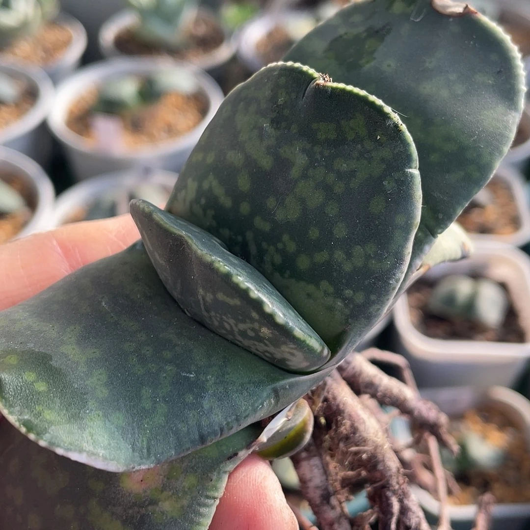 502恐龙11111111111