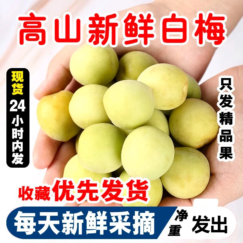 【小白梅】青梅鲜果泡酒酵素专用生酸梅水果