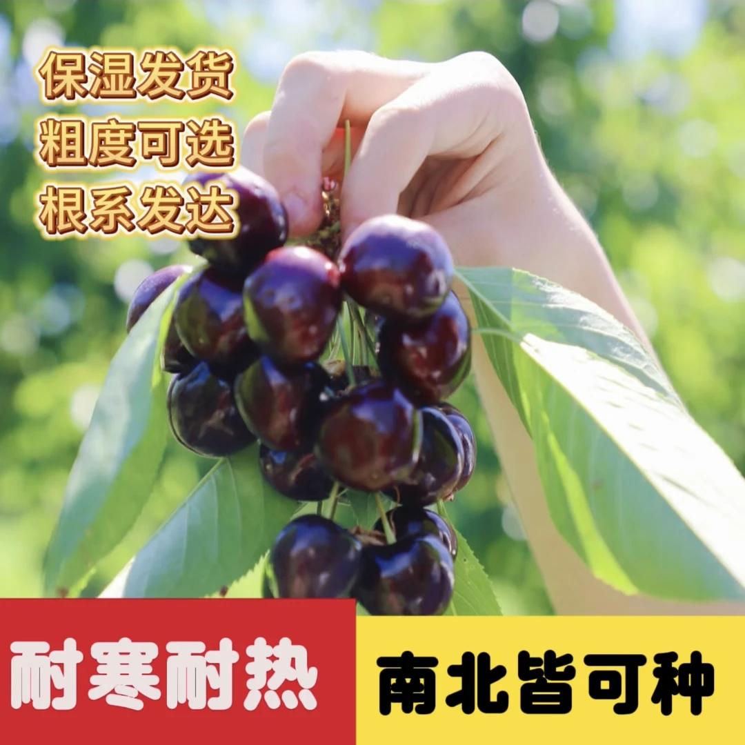 3年生【车厘子大樱桃树】 基地直发 适合南北方种植