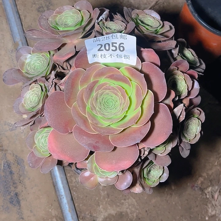 2056魅金玫瑰多肉植物