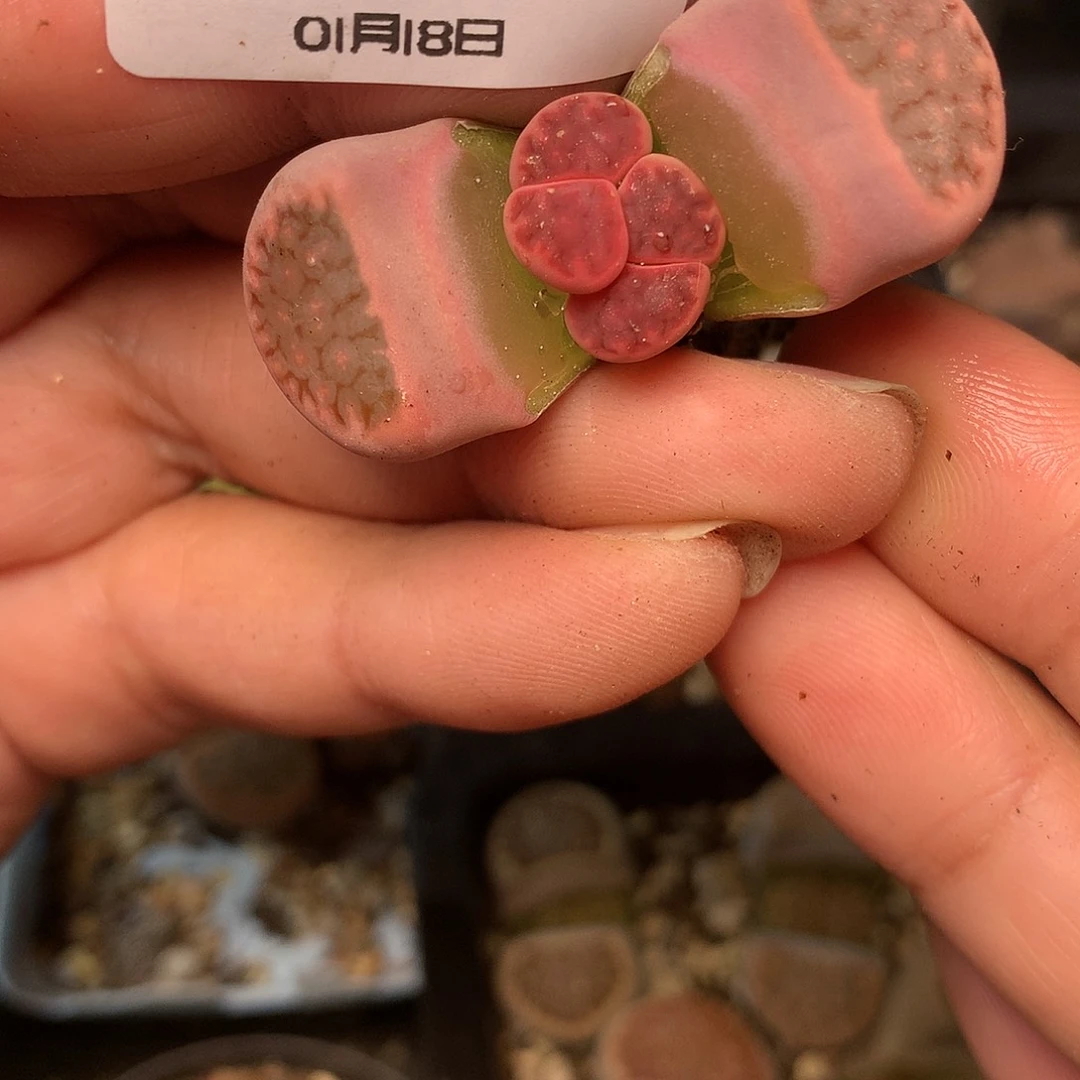 C642多肉植物保护研究所