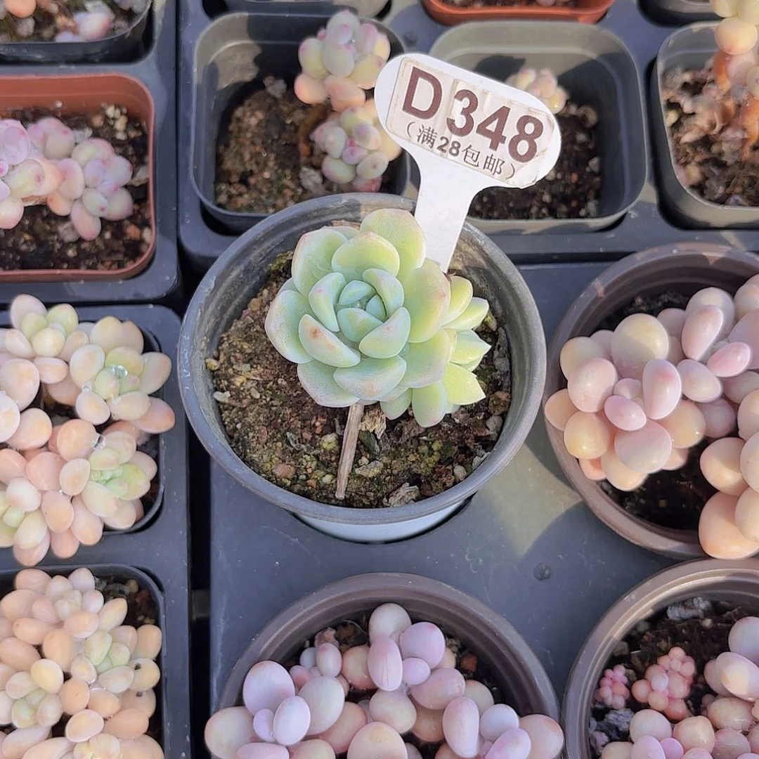 D348冰玉一物一拍