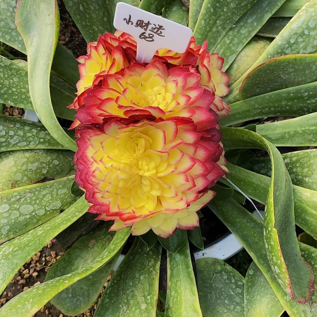 上古园艺多肉植物