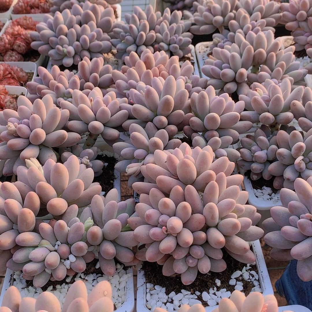 汤圆234567889900000