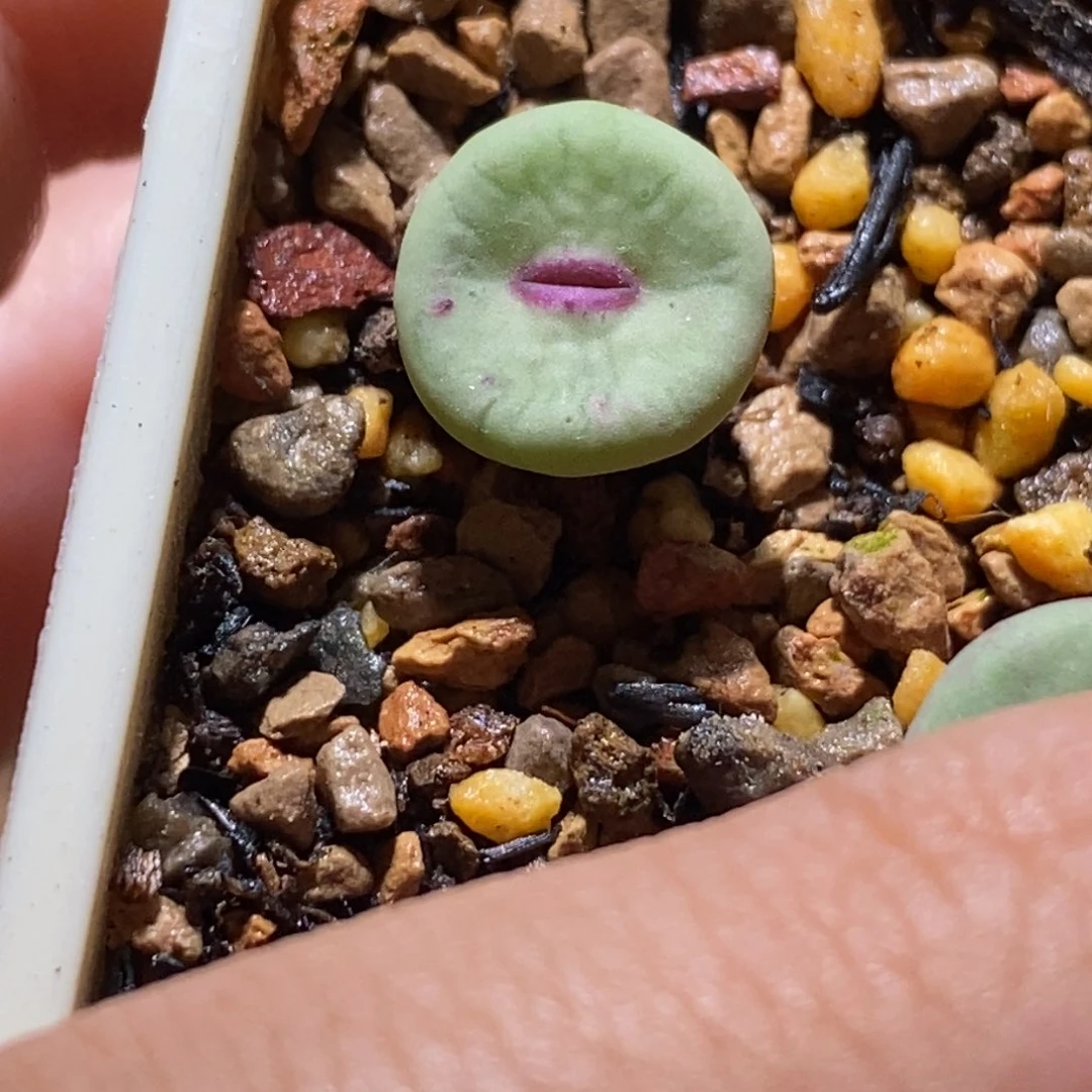贝特芬红嘴贝特芬红嘴