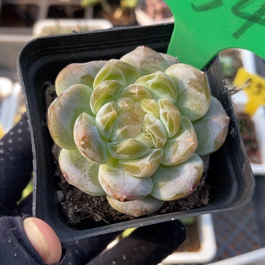 654冰魄多肉植物保护