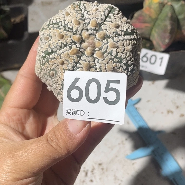 仙人球无花朵605号