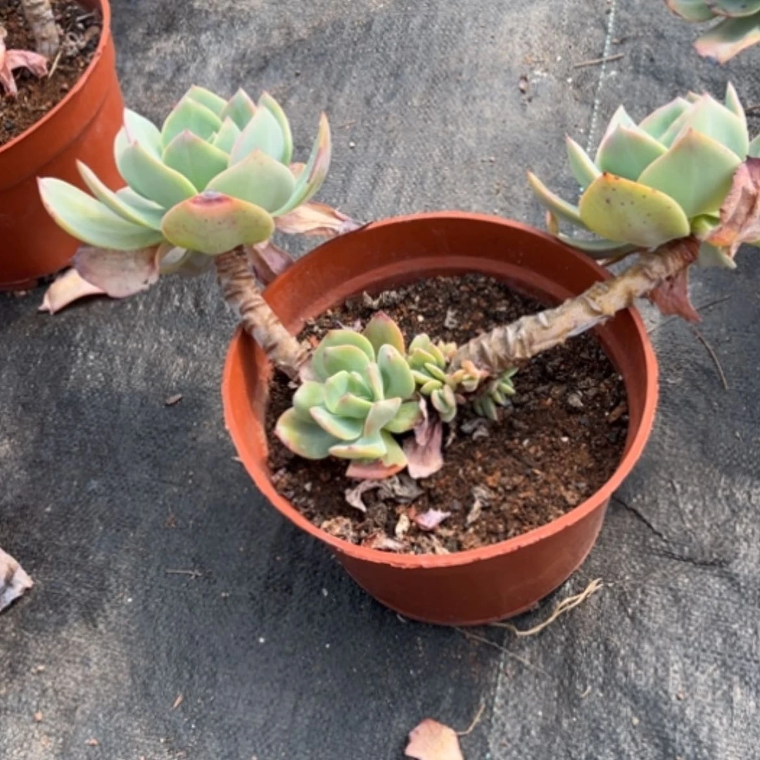 【闪购商品】闭**风白凤多肉