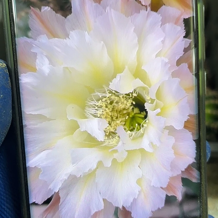 卷可可侧芽歪，满18包邮