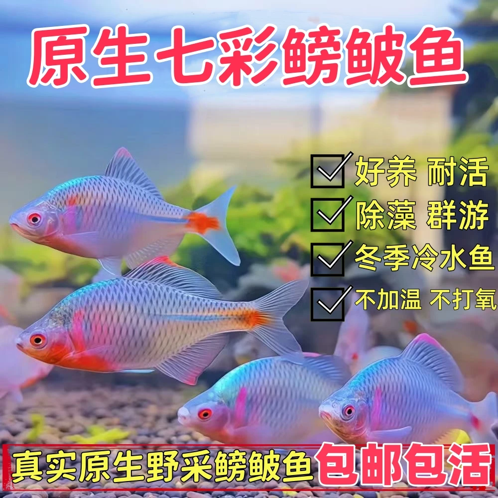 鳑鲏鱼观赏原生冷水鱼好养耐活鱼缸除藻可混养