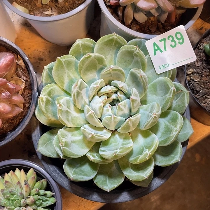 739 满20包邮脱土发货