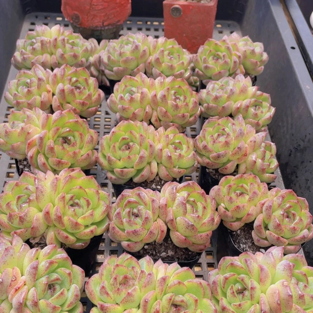 量拍2号 黄水晶大双头一个