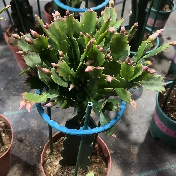 *****当前无花栽培后可以开花