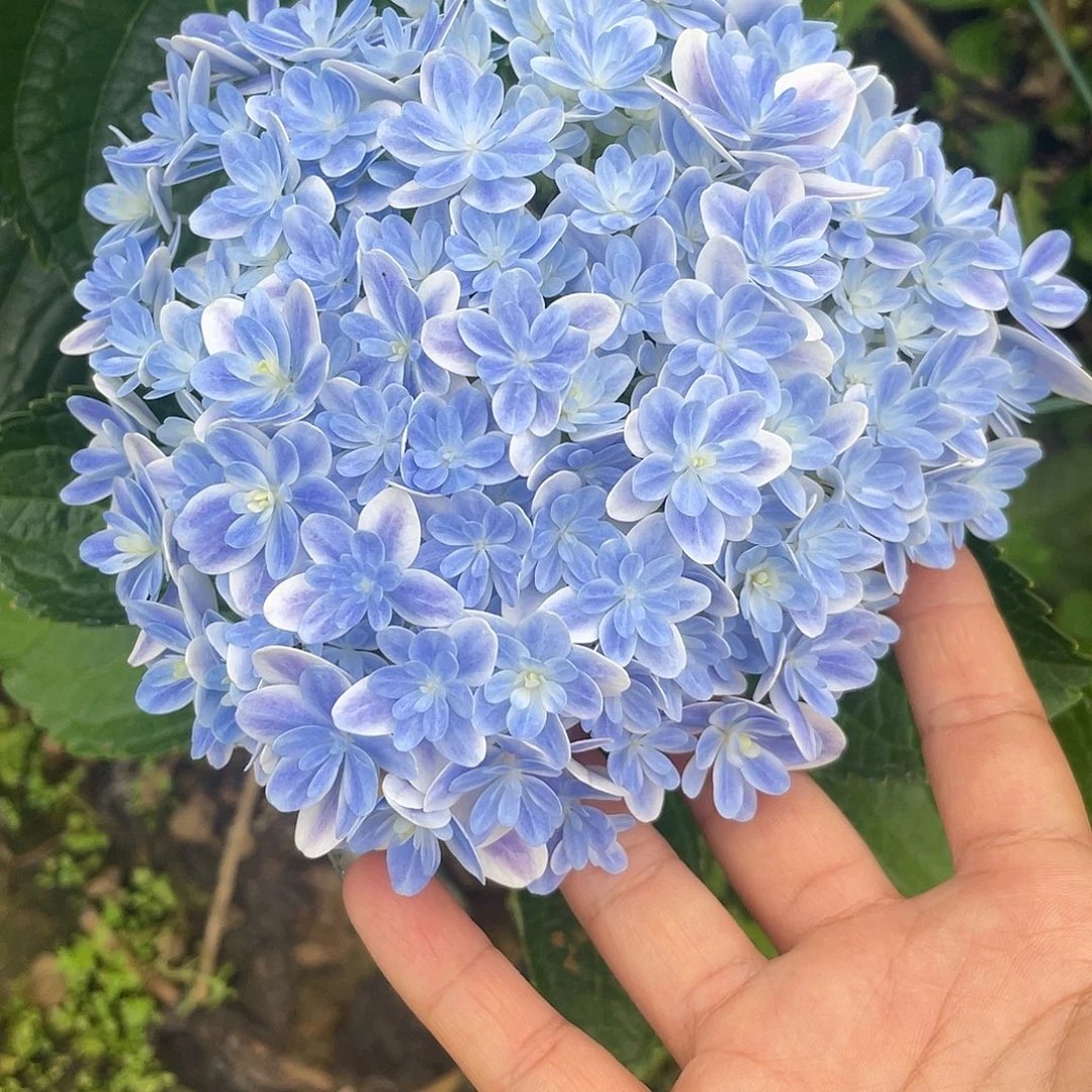 绣球切花一物一拍3枝起包邮，31