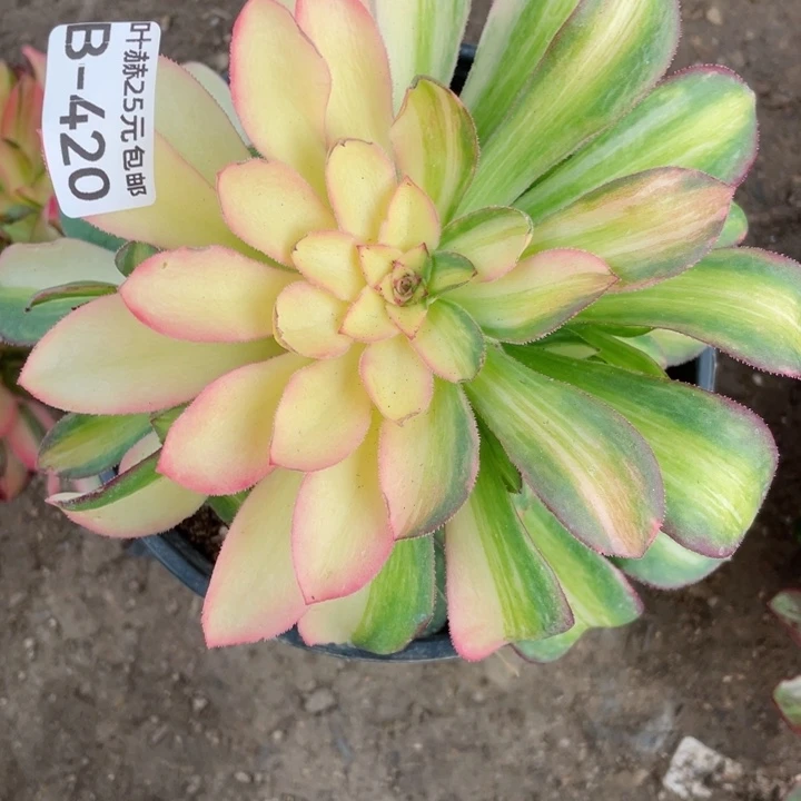 李420绍七彩拉丝多肉112345678