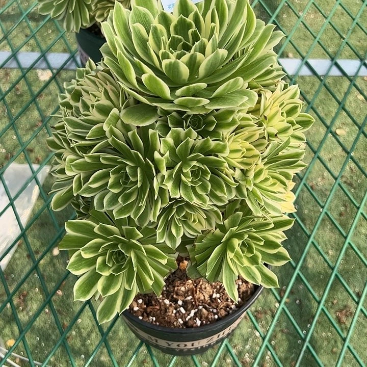 173芳华多肉植物