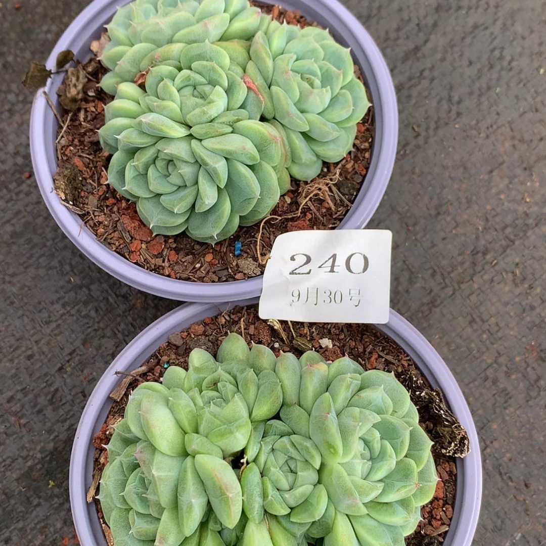 【闪购商品】小*宝云240号两颗