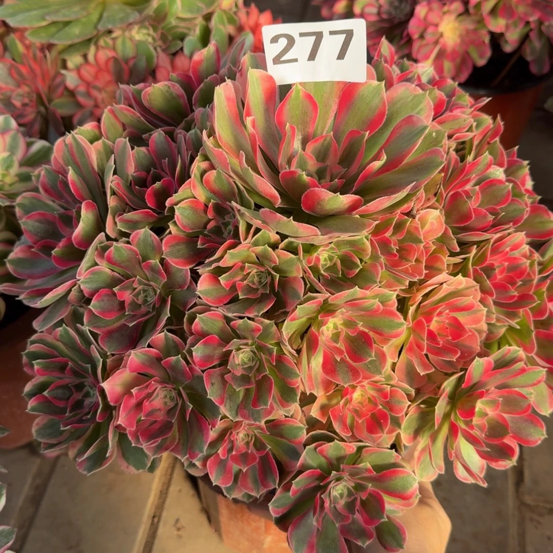 多肉植物277粉女郎