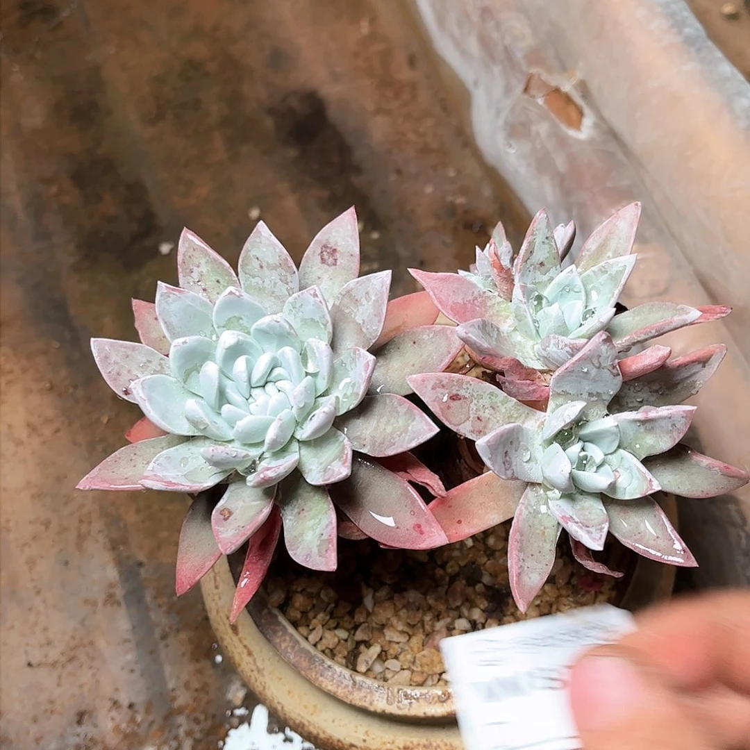 8754泡芙仙女杯多肉瑕疵