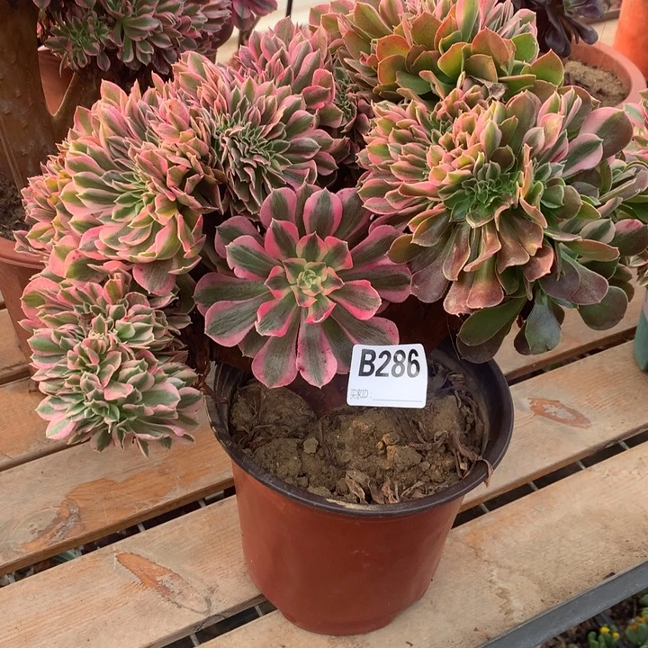 286粉女巫阴阳多肉法师