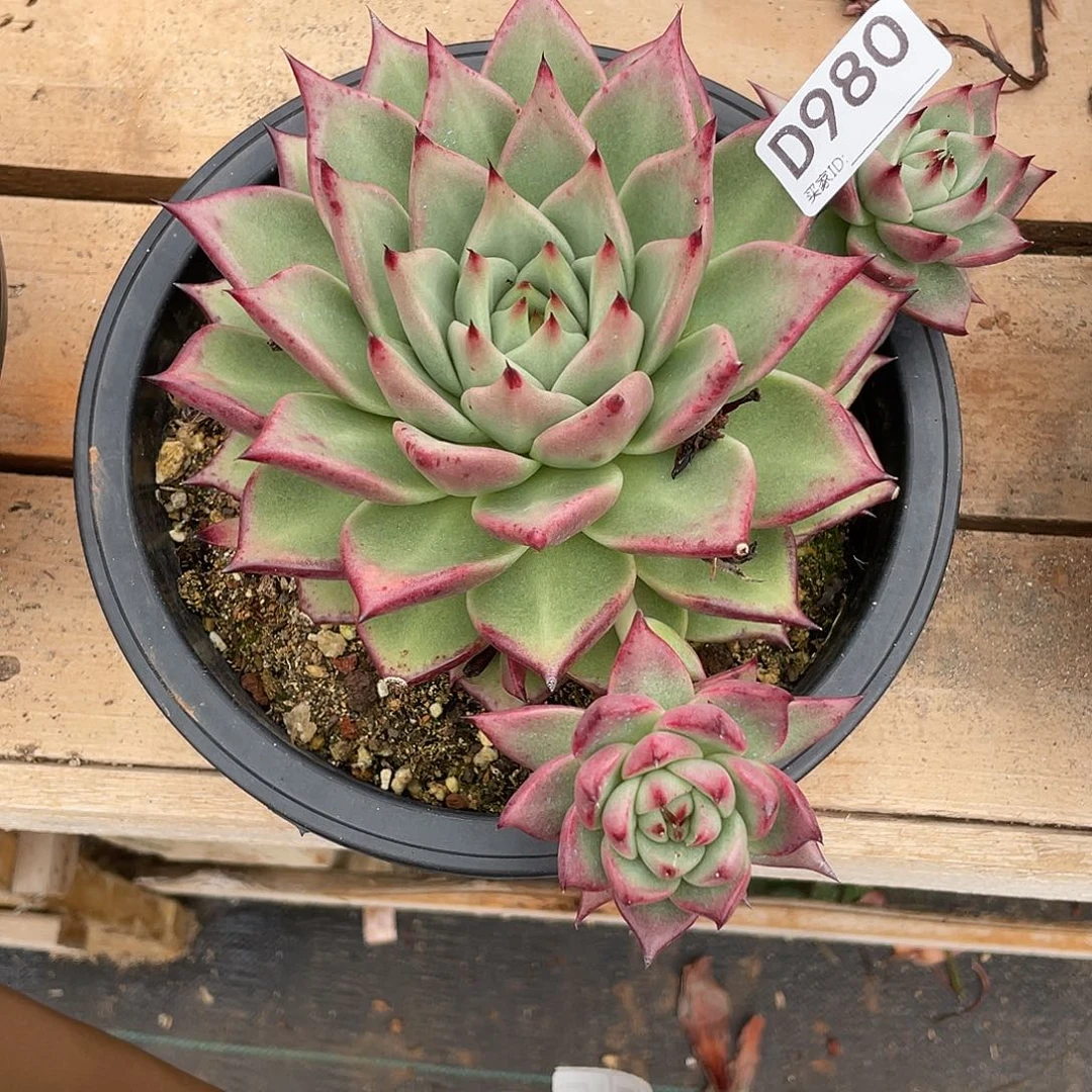 若如东云组拍D980
