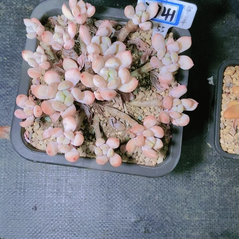 【闪购商品】沿***~2741