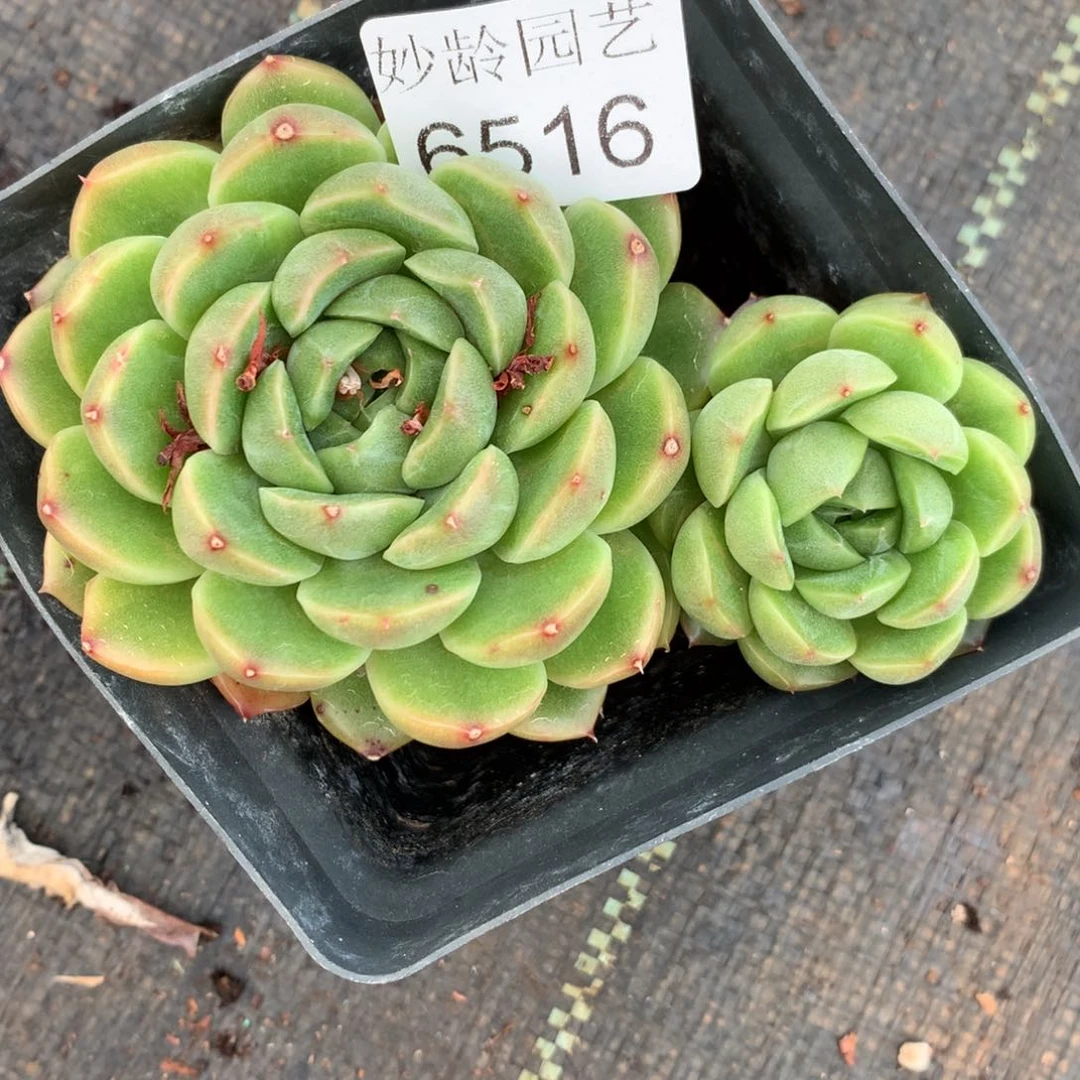 小**?6516杂交精品基地11厘米