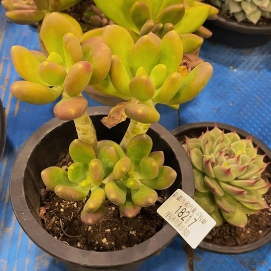 天****康芒果奶18217多肉