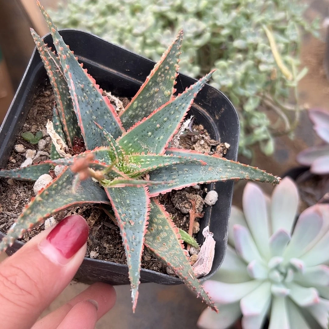 多肉植物多肉植物