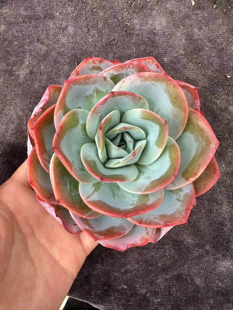 单头布鲁兰随机一颗