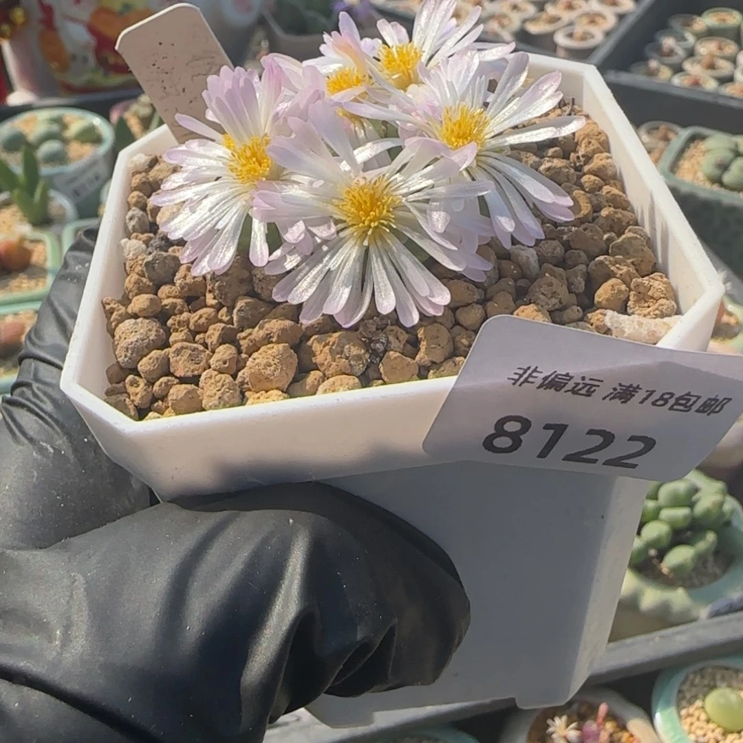 8122 -一物一拍 带盆