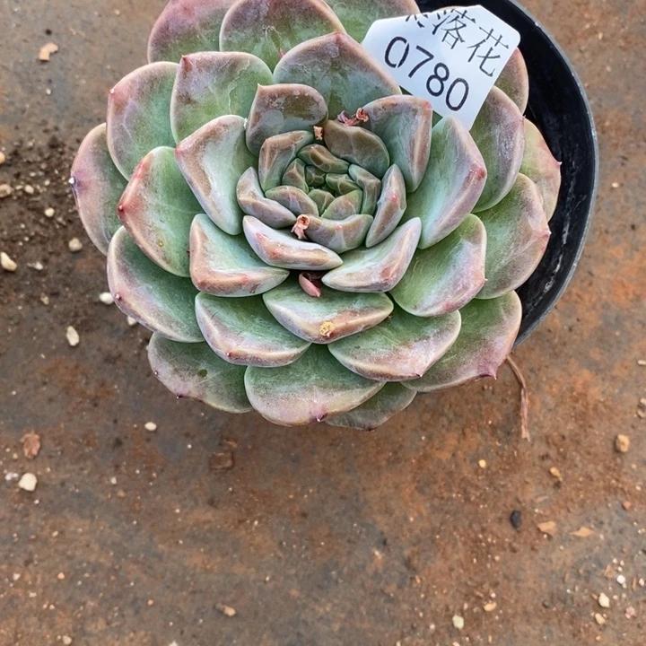 倾***8精品多肉植物0780