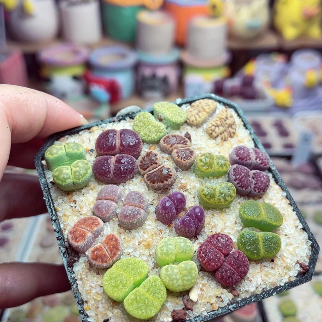 2号带盆包邮发货