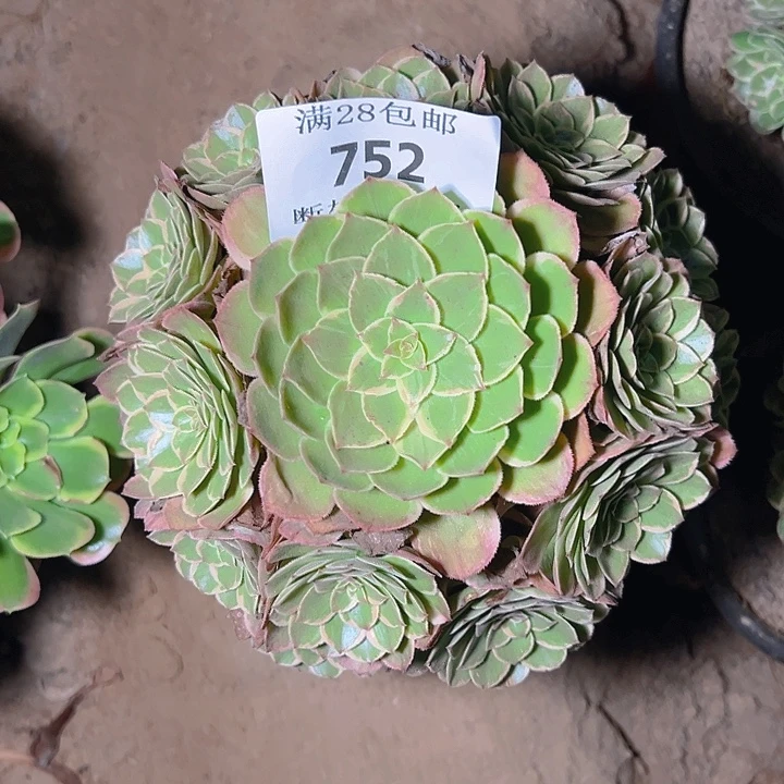 752莲花座多肉植物