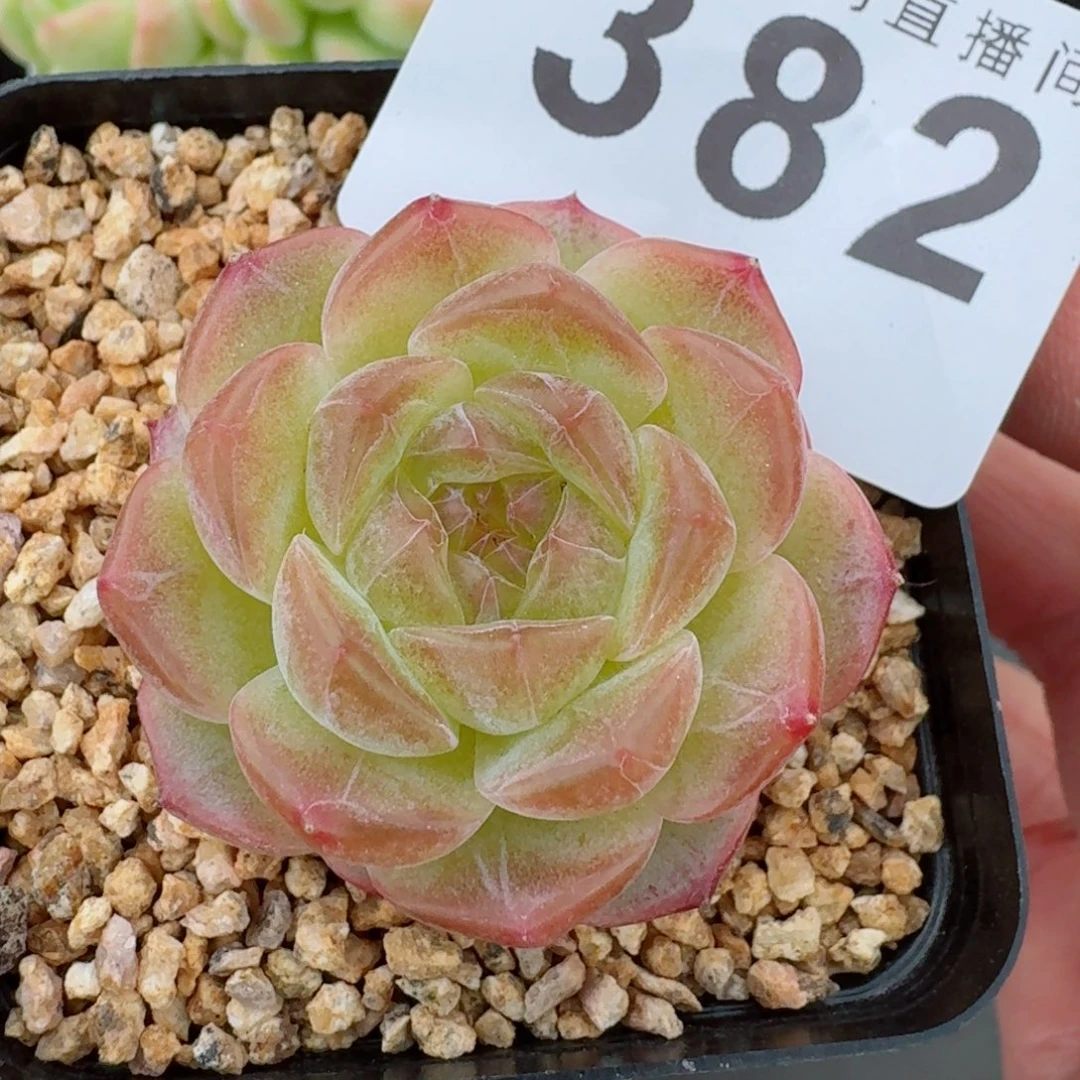无尽灯            精美多肉植物
