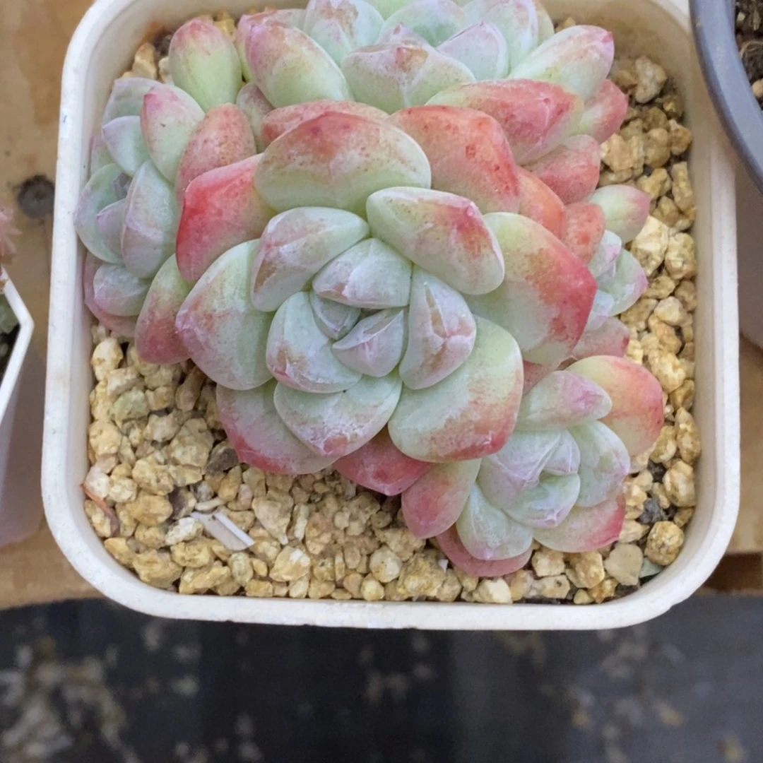 当***归精品多肉一物拍不包整250