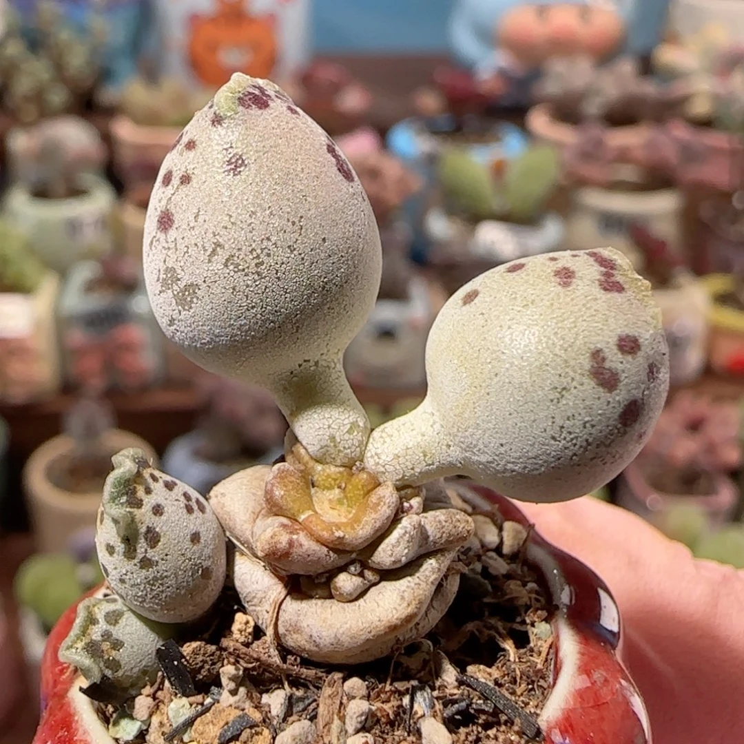 海豹带侧芽 盆口2.5cm