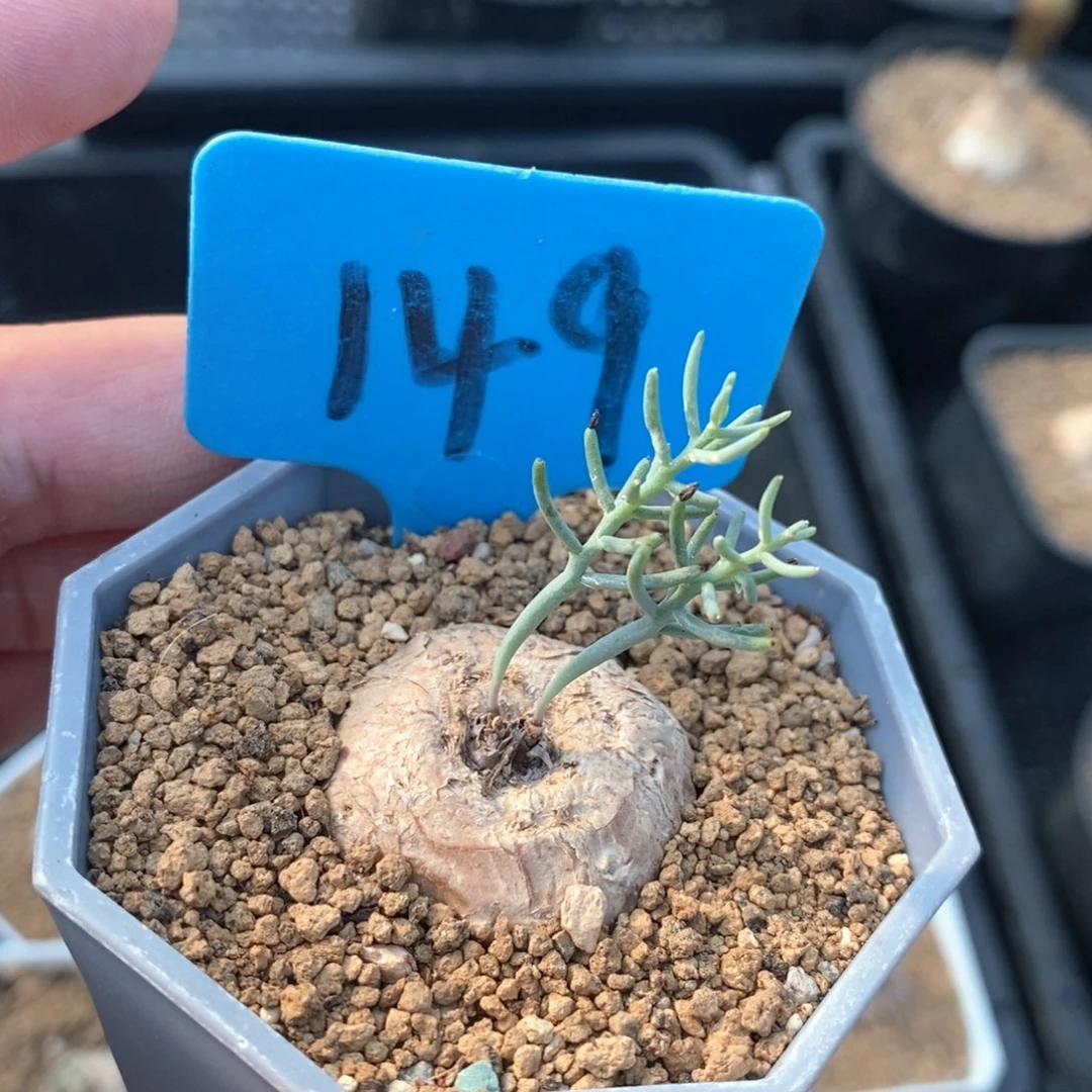 爱富丽雾冰玉多肉植物