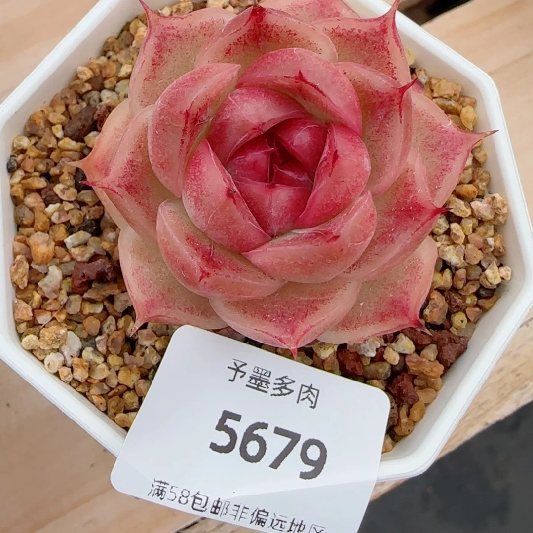 丹霞珍妮，5679多肉植物