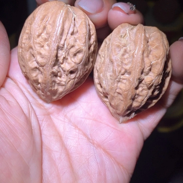 文玩核桃把件东北野生楸子小美62